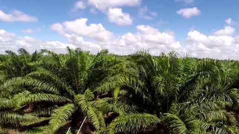 Miniatura para AGROMSA, Transforma sus suelos para un óptimo desempeño
