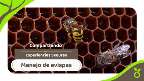 Miniatura para Experiencias Seguras - Manejo de avispas