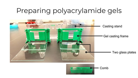 Thumbnail for Module 2 SDS-PAGE pouring gels