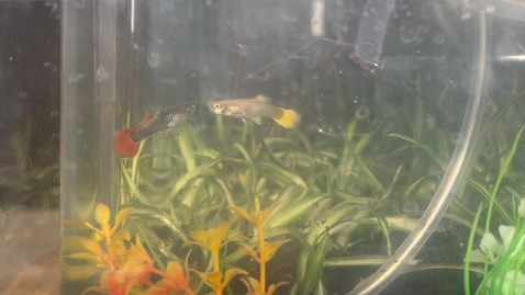 Thumbnail for Enclosed Ecosystem - Electrical &amp; Computer Engineering
