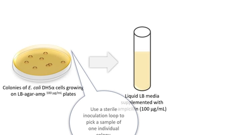 Thumbnail for Bacterial culture video