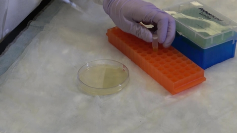 Thumbnail for entry Bacterial transformation (plating cells)