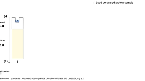 Thumbnail for SDS-PAGE video 1 (protein separation)