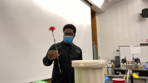 Thumbnail for Liquid N2 flowers