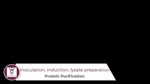 Thumbnail for Inoculation, induction, cell lysate preparation