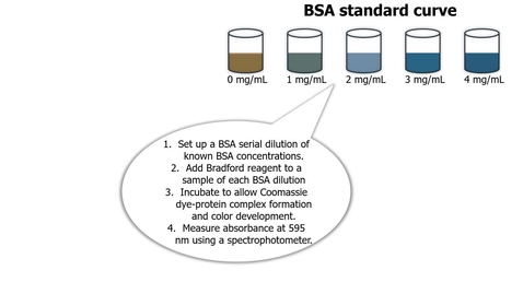 Thumbnail for Workflow: setting up a BSA standard curve (Bradford Assay)