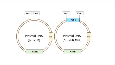 Thumbnail for entry BBS module 1 - cloning strategy for example 2 (inserting the folA gene into pET26b plasmid)
