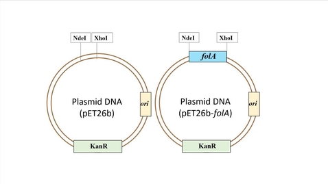 Thumbnail for BBS module 1 - cloning strategy for example 2 (inserting the folA gene into pET26b plasmid)