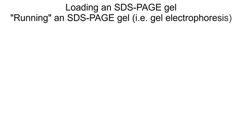 Thumbnail for entry Module 2 - SDS-PAGE technique