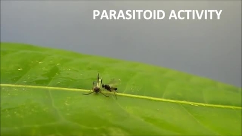 Thumbnail for entry Parasitoid Activity