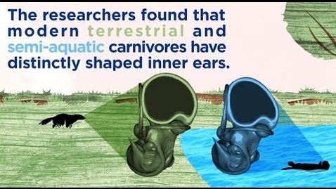 Thumbnail for When Carnivores Took to the Water