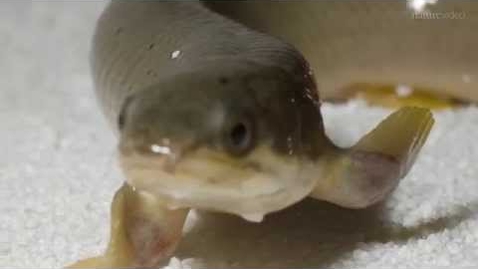 Thumbnail for Fish out of water