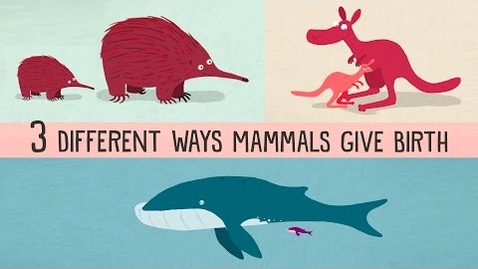 Thumbnail for entry The three different ways mammals give birth - Kate Slabosky