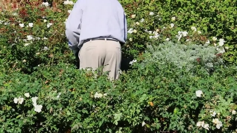 Thumbnail for Sound Of Munching Caterpillars Puts Plants In Defense Mode