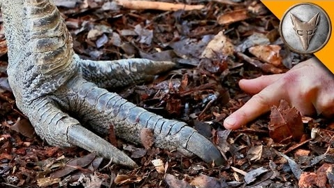 Thumbnail for Is this Bird a Living Dinosaur?