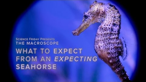 Thumbnail for What to Expect From an Expecting Seahorse