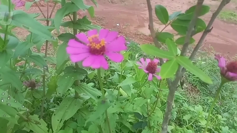 Thumbnail for Tradition Livelihood Society In Nature Burma Myanmar
