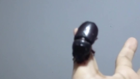 Thumbnail for Bug Insect Business Opportunity Myanmar