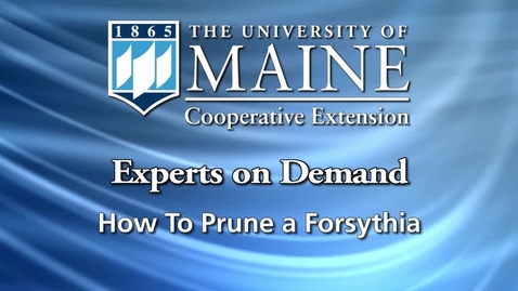 Thumbnail for entry How to Prune Forsythia