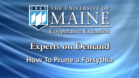 Thumbnail for How to Prune Forsythia