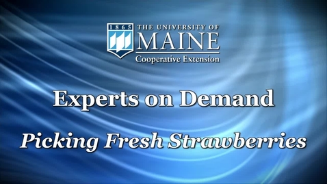 Thumbnail for entry Picking Fresh Maine Strawberries