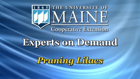Thumbnail for How to Prune a Lilac Bush