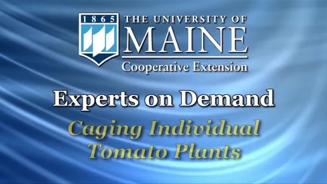 Thumbnail for Caging Individual Tomato Plants