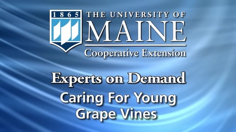 Thumbnail for entry Caring for Young Grape Vines