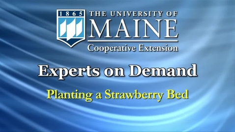 Thumbnail for How to Grow Strawberries: Planting a Strawberry Bed