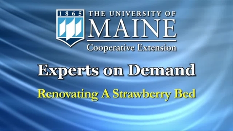 Thumbnail for How to Grow Strawberries: Renovating an Old Strawberry Bed