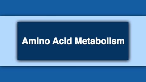 Thumbnail for entry Amino Acid Metabolism