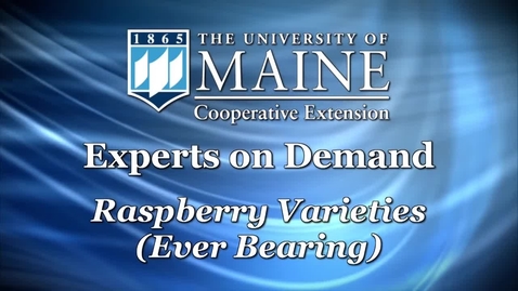 Thumbnail for Different Varieties of Raspberries, Part 2