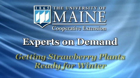 Thumbnail for Getting Strawberry Plants Ready for Winter