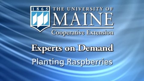 Thumbnail for entry How to Plant Raspberries