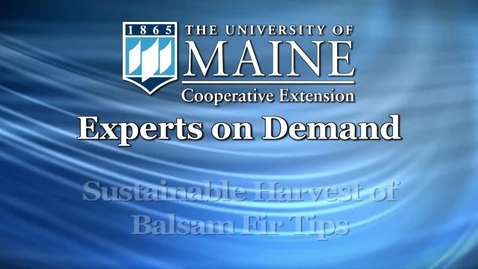 Thumbnail for Maine Balsam Fir Tips: A Sustainable Harvest