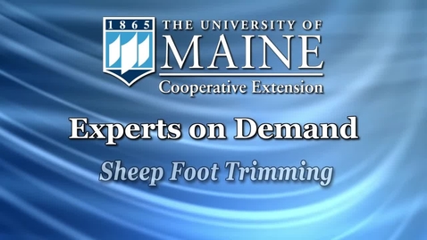 Thumbnail for How to Prevent Sheep Foot Rot