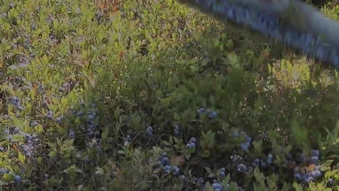 Thumbnail for Cooperative Extension: Blueberry Research