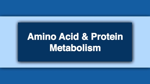 Thumbnail for entry Amino Acid and Protein Metabolism