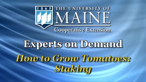 Thumbnail for How to Grow Tomatoes: Staking