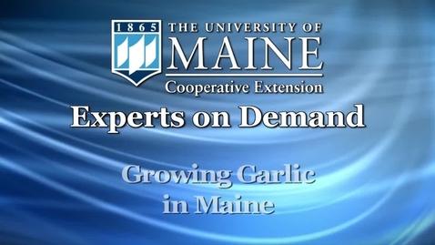 Thumbnail for entry Growing Garlic in Maine