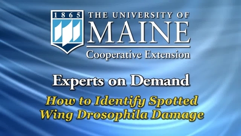 Thumbnail for entry How to Identify Spotted Wing Drosophila Damage