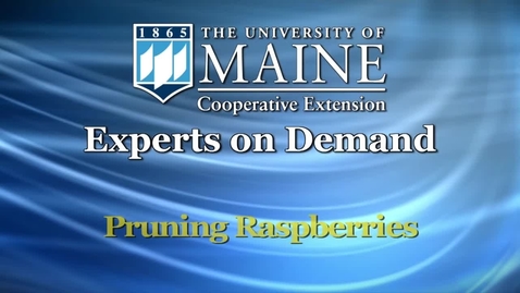 Thumbnail for How Do I Prune Raspberries?