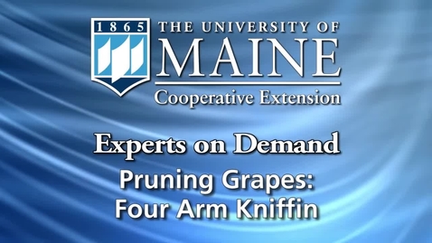 Thumbnail for entry Four Arm Kniffin System for Growing Grapes