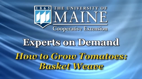 Thumbnail for entry How to Grow Tomatoes: Basket Weave