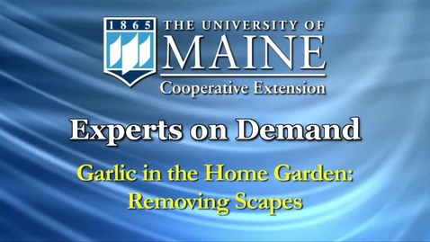 Thumbnail for Garlic in the Home Garden: Removing Scapes