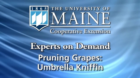 Thumbnail for entry Umbrella Kniffin System for Growing Grapes