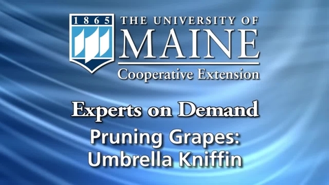 Thumbnail for Umbrella Kniffin System for Growing Grapes