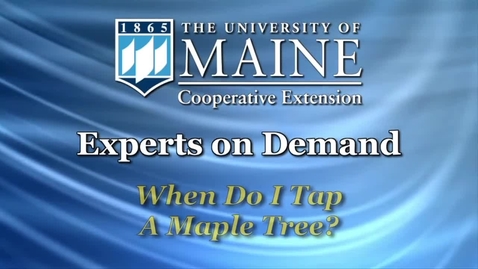 Thumbnail for When Do I Tap a Maple Tree?