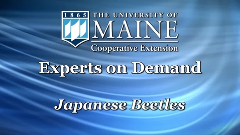 Thumbnail for entry How to Get Rid of Japanese Beetles