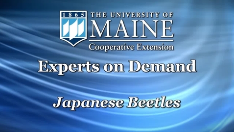 Thumbnail for How to Get Rid of Japanese Beetles